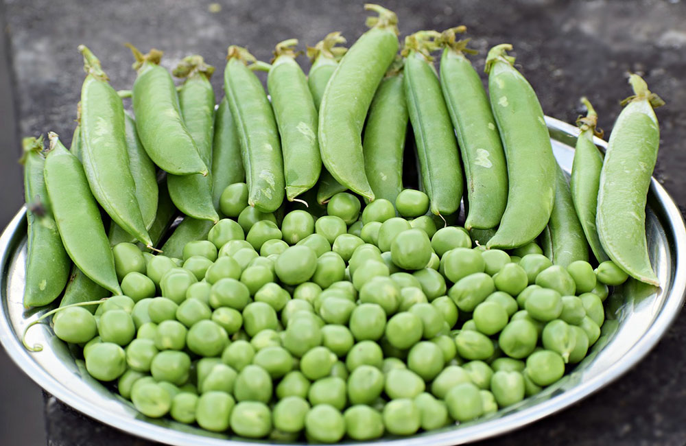 Exploring the Green Gems: 13 Powerful Benefits of Peas for Your Health