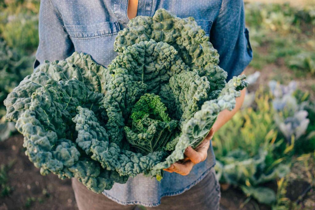 Embracing the Green Powerhouse: 11 Incredible Benefits of Kale for Your Health
